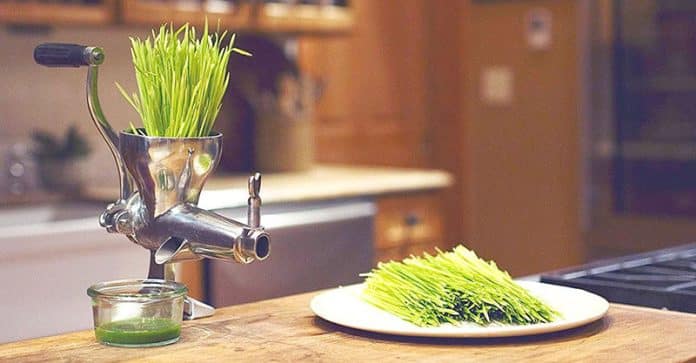 Best Juicers for Wheatgrass Reviews